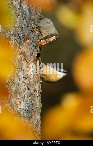 Eurasische Kleiber (Sitta Europaea) inmitten von Herbstlaub, sch.ools.it Alb, Baden-Württemberg, Deutschland Stockfoto