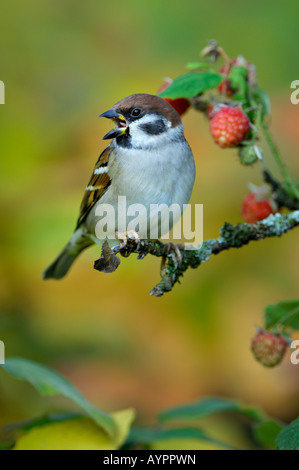 Eurasische Baum-Spatz oder Deutsch Sperling (Passer Montanus) thront in einem Himbeer Busch, sch.ools.it Alb, Baden-Württemberg, Ge Stockfoto