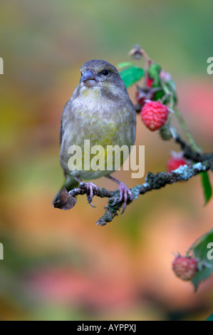 Europäischen Grünfink (Zuchtjahr Chloris) thront in einem Himbeer Busch, sch.ools.it Alb, Baden-Württemberg, Deutschland Stockfoto