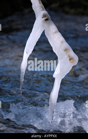 Eisbedeckten Zweig über ein Gebirgsbach, sch.ools.it Alb, Baden-Württemberg, Deutschland Stockfoto