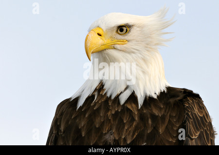 Weißkopf-Seeadler (Haliaeetus Leucocephalus) Porträt, Halbinsel Kenai, Alaska, USA Stockfoto