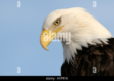 Weißkopf-Seeadler (Haliaeetus Leucocephalus) Porträt, Halbinsel Kenai, Alaska, USA Stockfoto