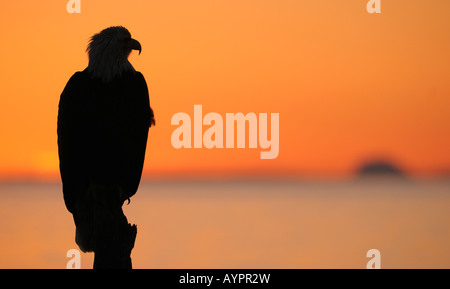 Weißkopf-Seeadler (Haliaeetus Leucocephalus) bei Sonnenuntergang, Mt. Augustine Vulkan (hinten), Halbinsel Kenai, Alaska, USA Stockfoto