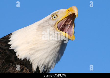 Porträt von einem Weißkopf-Seeadler (Haliaeetus Leucocephalus) schreit, Halbinsel Kenai, Alaska, USA Stockfoto