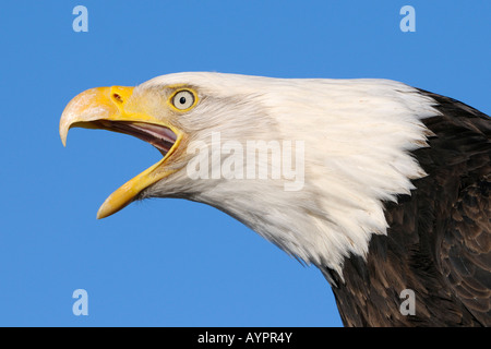 Porträt von einem Weißkopf-Seeadler (Haliaeetus Leucocephalus) schreit, Halbinsel Kenai, Alaska, USA Stockfoto