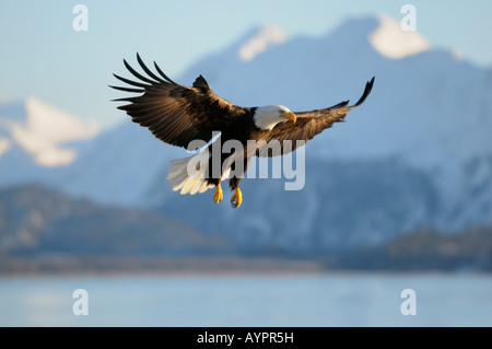 Weißkopf-Seeadler (Haliaeetus Leucocephalus) Landung, Berg Kulisse, Kachemak Bay State Park, Halbinsel Kenai, Alaska, USA Stockfoto