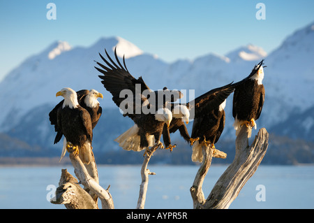 Weißkopf-Seeadler (Haliaeetus Leucocephalus) thront, Berg Kulisse, Kachemak Bay State Park, Halbinsel Kenai, Alaska, USA Stockfoto