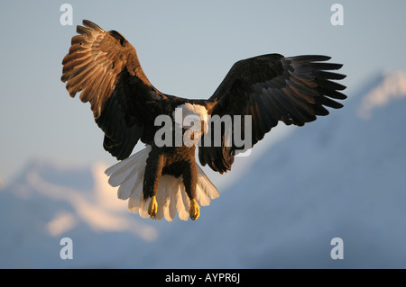 Weißkopf-Seeadler (Haliaeetus Leucocephalus) Landung vor einem Berg, Kachemak Bay State Park, Halbinsel Kenai, Alaska, USA Stockfoto