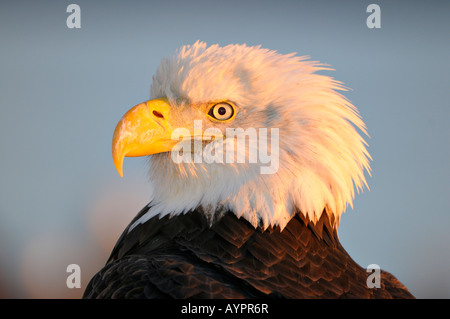 Weißkopf-Seeadler (Haliaeetus Leucocephalus) Porträt im letzten Licht, Halbinsel Kenai, Alaska, USA Stockfoto