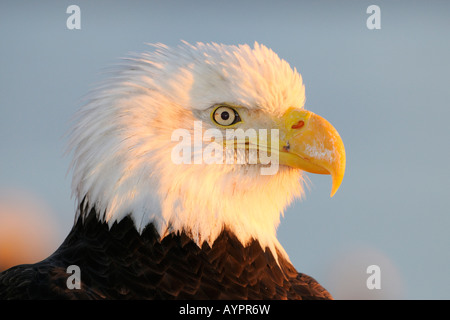 Weißkopf-Seeadler (Haliaeetus Leucocephalus) Porträt im letzten Licht, Halbinsel Kenai, Alaska, USA Stockfoto