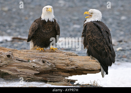 Weißkopf-Seeadler (Haliaeetus Leucocephalus), Zuchtpaar, Halbinsel Kenai, Alaska, USA Stockfoto