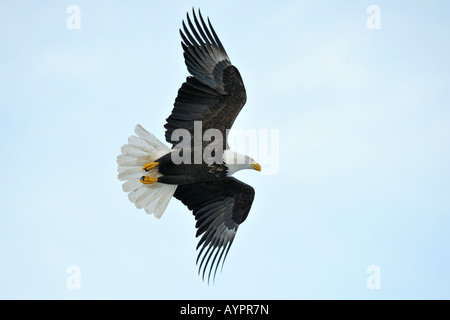 Weißkopf-Seeadler (Haliaeetus Leucocephalus) während des Fluges, Halbinsel Kenai, Alaska, USA Stockfoto