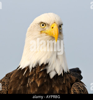 Weißkopf-Seeadler (Haliaeetus Leucocephalus) Porträt, Halbinsel Kenai, Alaska, USA Stockfoto