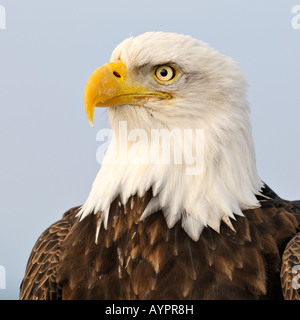 Weißkopf-Seeadler (Haliaeetus Leucocephalus) Porträt, Halbinsel Kenai, Alaska, USA Stockfoto