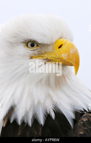 Weißkopf-Seeadler (Haliaeetus Leucocephalus) Porträt, Halbinsel Kenai, Alaska, USA Stockfoto