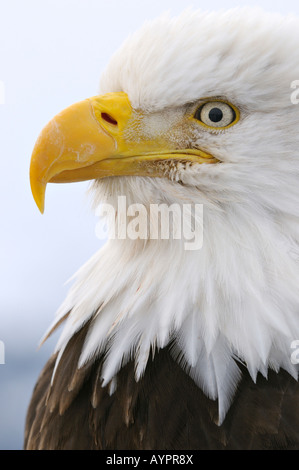 Weißkopf-Seeadler (Haliaeetus Leucocephalus) Porträt, Halbinsel Kenai, Alaska, USA Stockfoto