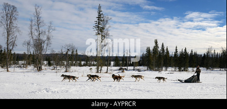 Musher führt ein Hundeschlitten-Team von Alaskan Huskies quer durch die Halbinsel Kenai, Alaska, USA Stockfoto