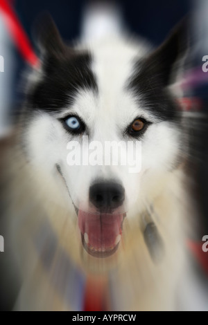 Siberian Husky Schlittenhunde zu Beginn des Rennens Iditarod Sleddog, längste Hundeschlittenrennen der Welt zwischen Anchorage und Nome Stockfoto