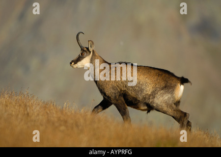 Sämischleder Buck (Rupicapra Rupicapra), Nationalpark Gran Paradiso, Italien, Europa Stockfoto