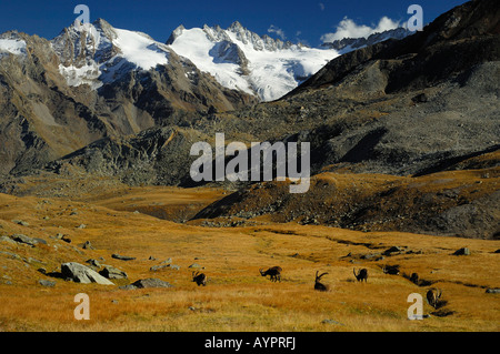 Grasende Steinböcke (Capra Ibex), alpine Landschaft, Nationalpark Gran Paradiso, Italien, Europa Stockfoto