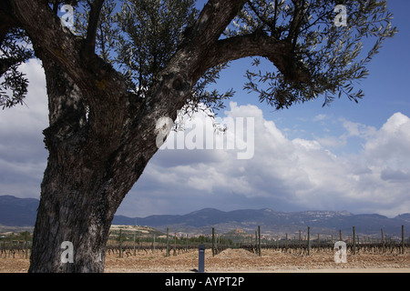 Weinberge in Rioja, Katalonien, Spanien Stockfoto