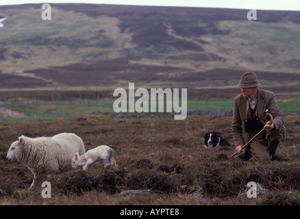 Ein traditioneller Hirte mit seinem Schafhund A Ewe und ihrem Lamm. Scottish Borders, Schottland während der Lambing-Saison 1980er Jahre UK HOMER SYKES Stockfoto