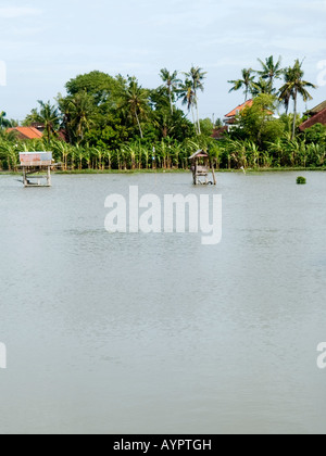 Überfluteten Reisfeld im kleinen Dorf in der Nähe von Denpasar, Bali, Indonesien Stockfoto