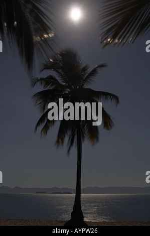 Palmen im Mondschein Stockfoto