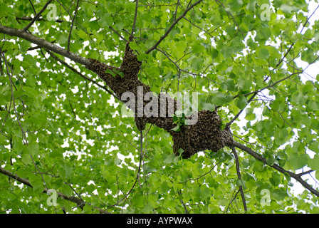 Schwarm von Honigbienen (Apis) in einem Lindenbaum (Linden) Stockfoto