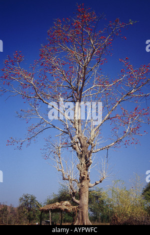 Red Silk Cotton Tree Bombax CRIBA L in Madhya Pradesh Wäldern von Kanha National Park Wildlife Sanctuary Landschaft Indien indisch Stockfoto