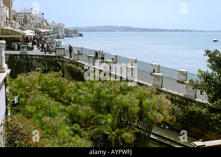 Fonte Aretusa Süßwasserquelle bewachsen mit Papyrus, Syrakus, Sizilien, Italien Stockfoto