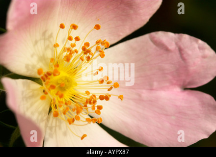 Blume der Hundsrose (Rosa Canina) Stockfoto