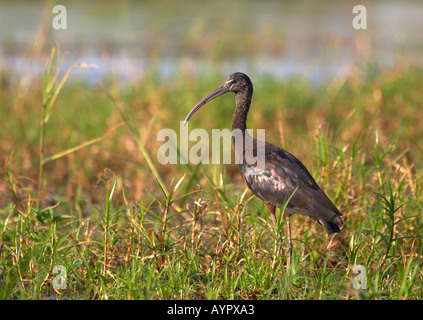 Sichler (Plegadis Falcinellus) Stockfoto