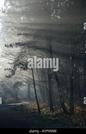 Sherwood Forest an einem nebligen, frostigen Herbstmorgen Stockfoto