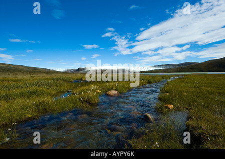 Gletscherbach, Wollgras (Wollgras), Kangerlussuaq, Grönland Stockfoto