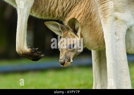 Roter Känguruh (Macropus Rufus) Joey im Beutel, Australien Stockfoto