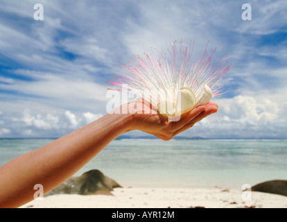 Hand mit tropischen Blumen vor einem sandigen Strand Anse Source S'Argent Strand, La Digue Island, Seychellen, Afrika Stockfoto