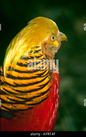 Männliche Goldfasan Chrysolophus pictus Stockfoto