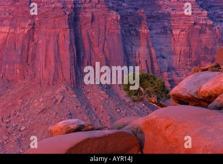 Wacholder wächst vor glühenden Felsformationen, Canyonlands National Park, Utah, USA Stockfoto