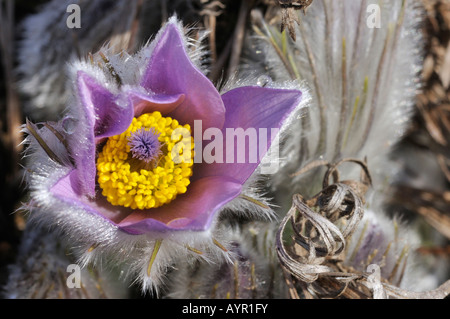 Hallers Kuhschelle (Pulsatilla Halleri) Stockfoto