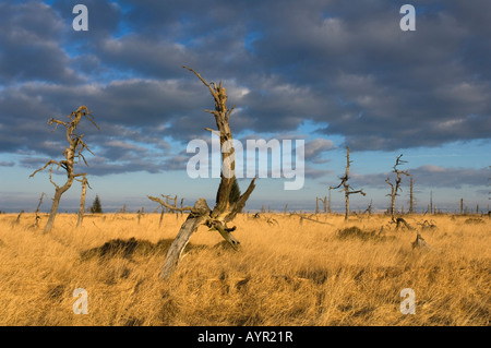 Tote Bäume, hohe Venn (Hautes Fagnes, Hohes Venn) Moorland Region, Belgien/Deutschland Stockfoto