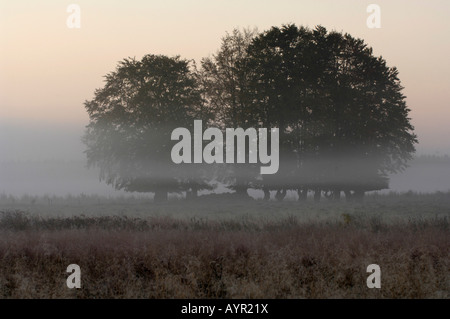 Bäume im Nebel, hohe Venn (Hautes Fagnes, Hohes Venn) Moorland Region, Belgien/Deutschland Stockfoto