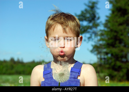 Boy bläst Uhr Löwenzahn (Taraxacum Officinale) Stockfoto