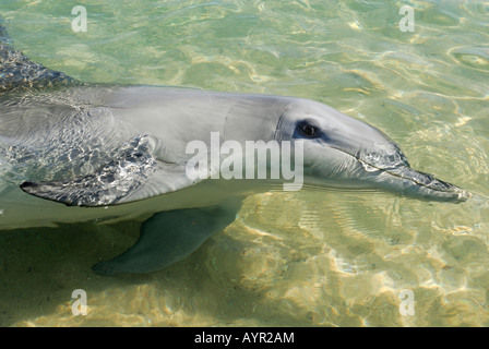 Indo-Pazifik große Tümmler (Tursiops Aduncus), Monkey Mia, Western Australia, Australien Stockfoto