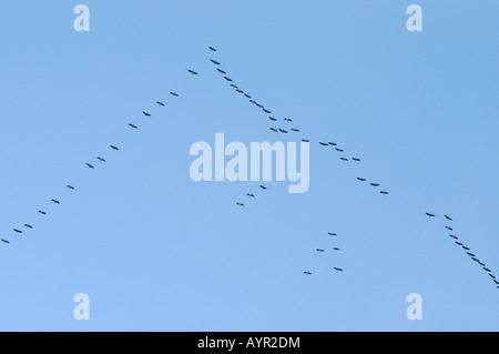 Eurasische Kraniche (Grus Grus), v-förmige Flug Ausbildung Stockfoto