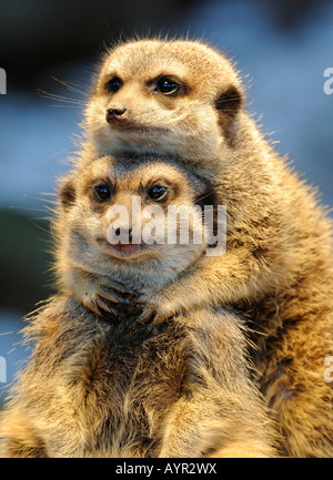 Erdmännchen oder Suricates (Suricata Suricatta) Stockfoto