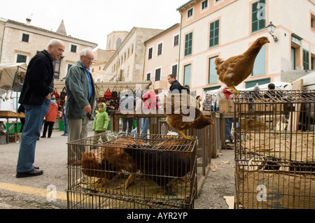 Geflügel verkauft auf dem Bauernmarkt in Sineu, Mallorca, Balearen, Spanien Stockfoto