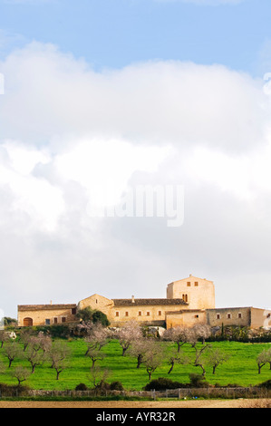 Country Estate und blühende Mandelbäume im Januar, Mallorca, Balearen, Spanien Stockfoto