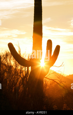 Saguaro-Kaktus im südlichen Arizona s Sonoran Wüste Hintergrundbeleuchtung durch die Zentralparametereinstellung Sonne Stockfoto