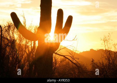 Ein Saguaro-Kaktus im südlichen Arizona s Sonoran Wüste Hintergrundbeleuchtung von der untergehenden Sonne Stockfoto